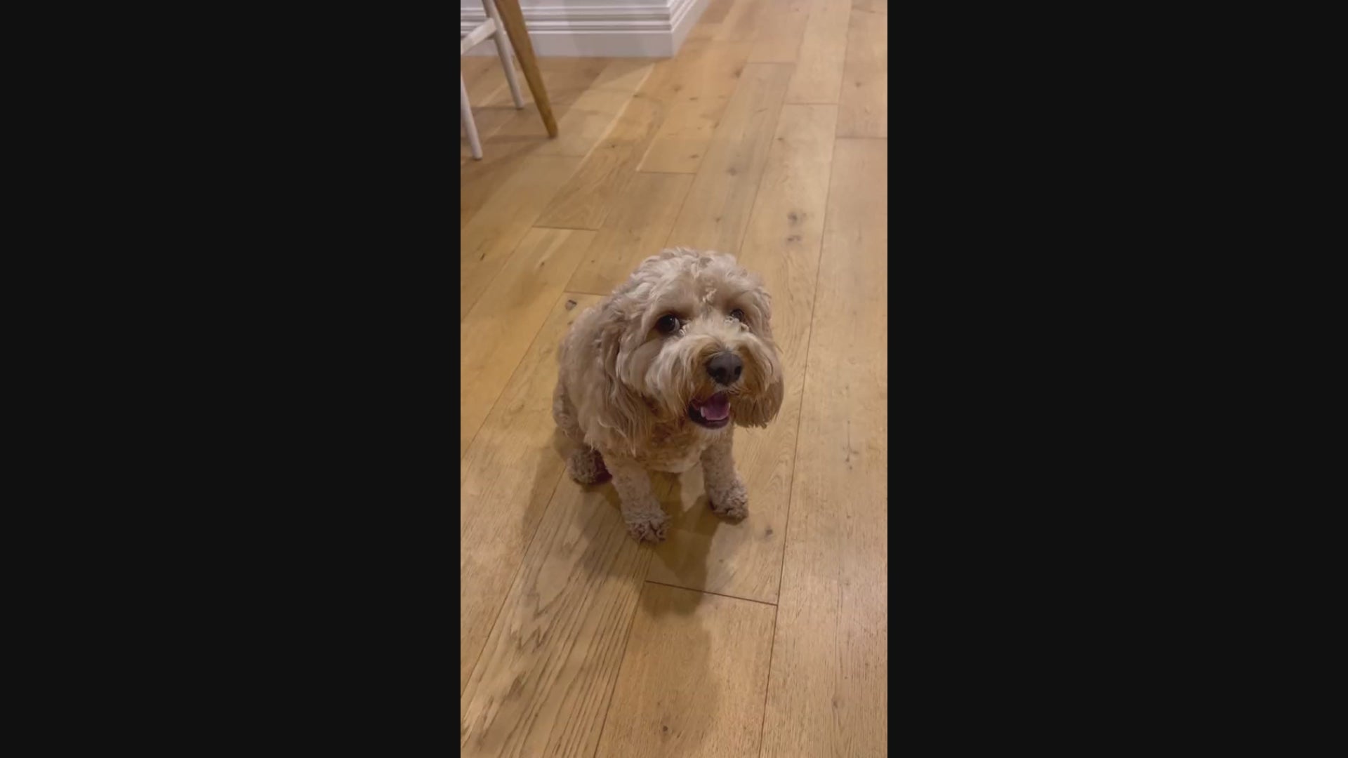 Dog Paw Care Bundle – Automatic Cleaner & No‑Rinse Foam Kit.