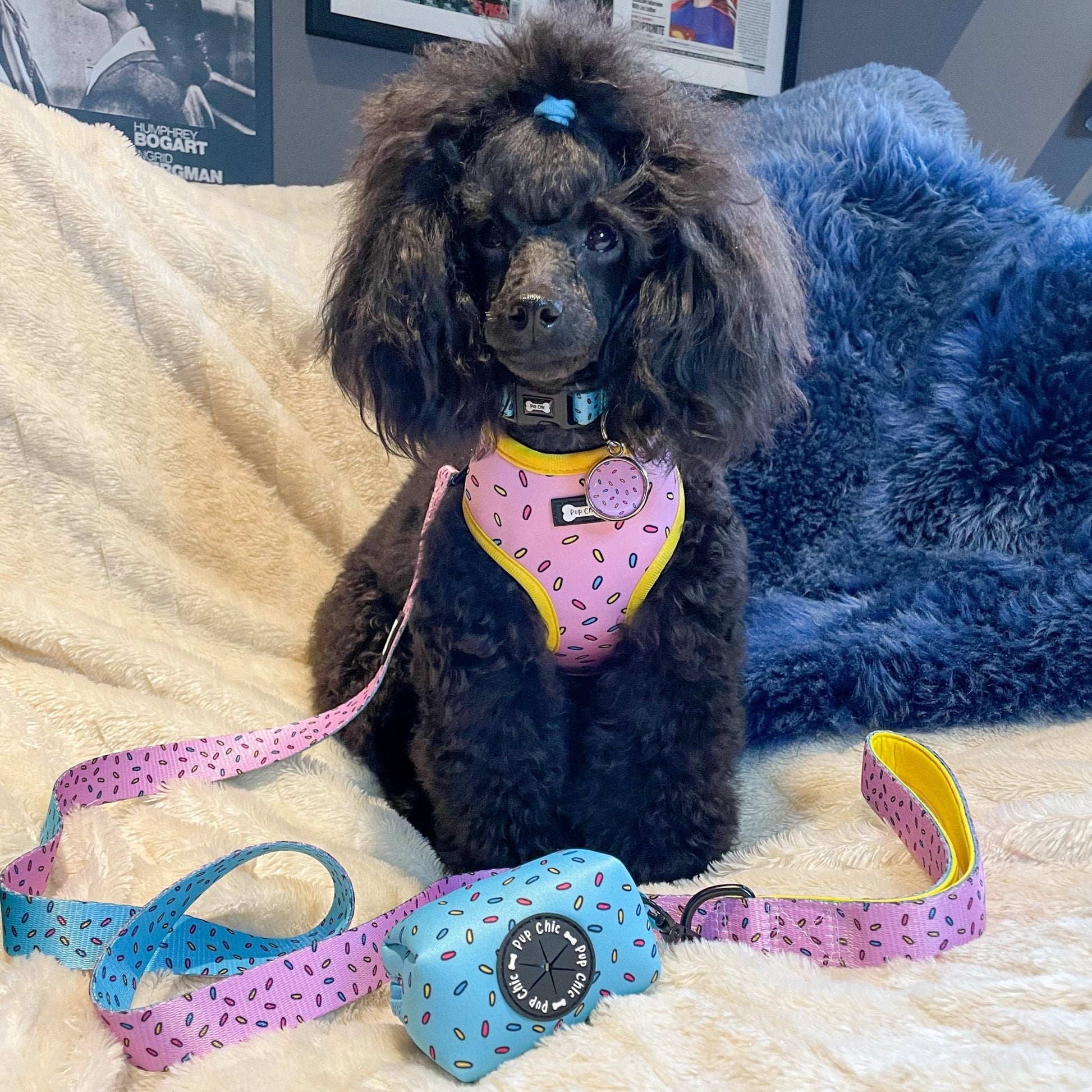 Fun design dog collars in multiple sizes, XS puppy collar starts at 20cm, colourful styles to match harness & socks