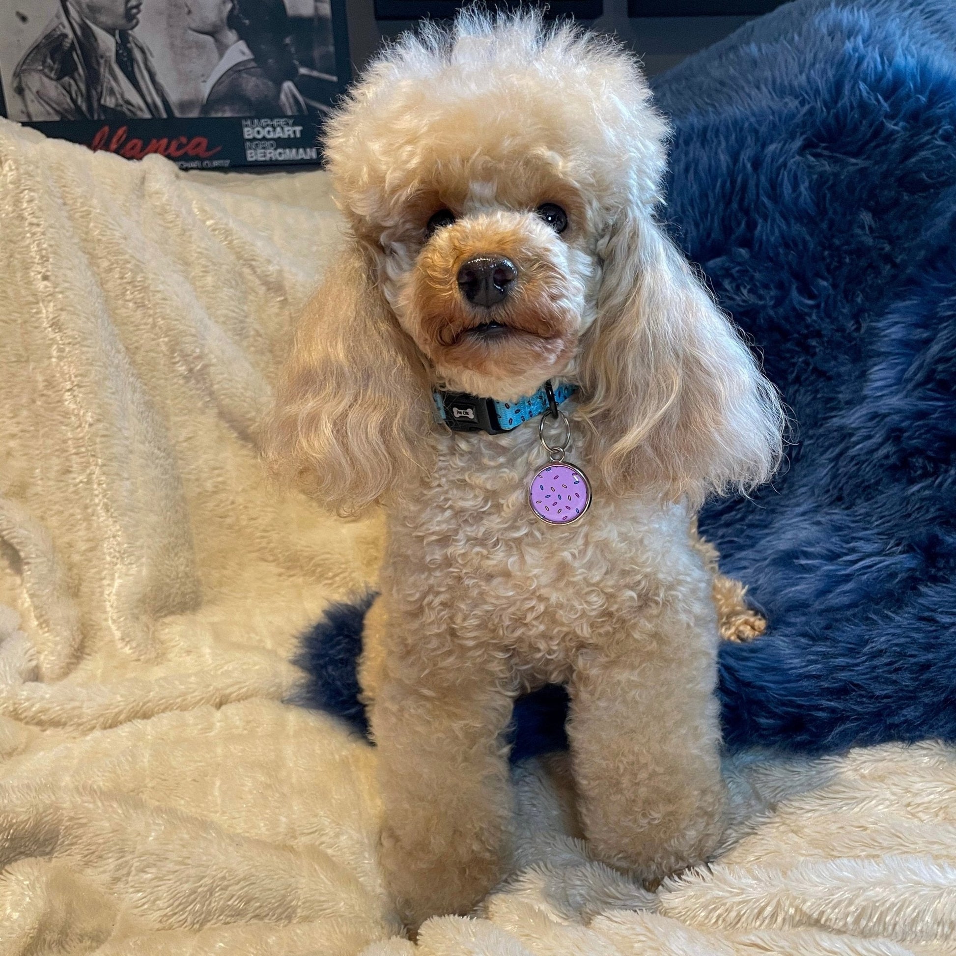 Fun design dog collars in multiple sizes, XS puppy collar starts at 20cm, colourful styles to match harness & socks