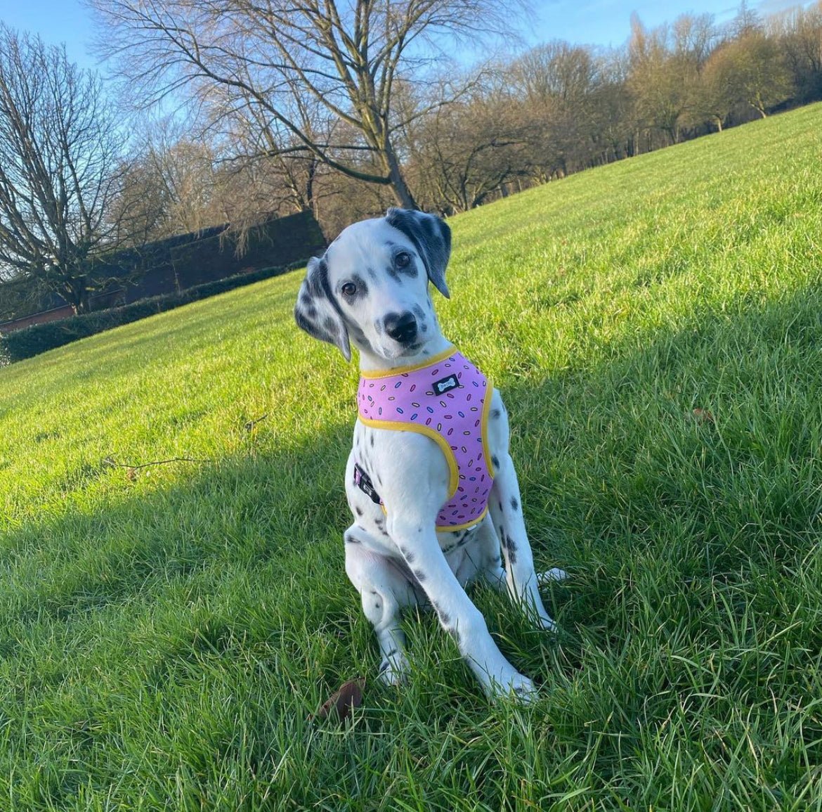 Sprinkles for Days reversible dog harness with pink and blue sprinkle prints, donut‑inspired design