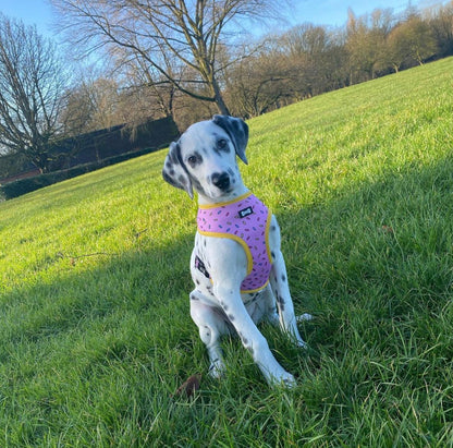 Sprinkles for Days reversible dog harness with pink and blue sprinkle prints, donut‑inspired design