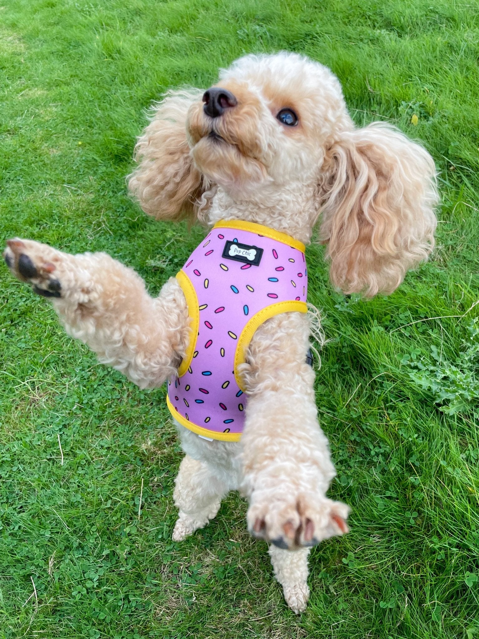 Sprinkles for Days reversible dog harness with pink and blue sprinkle prints, donut‑inspired design