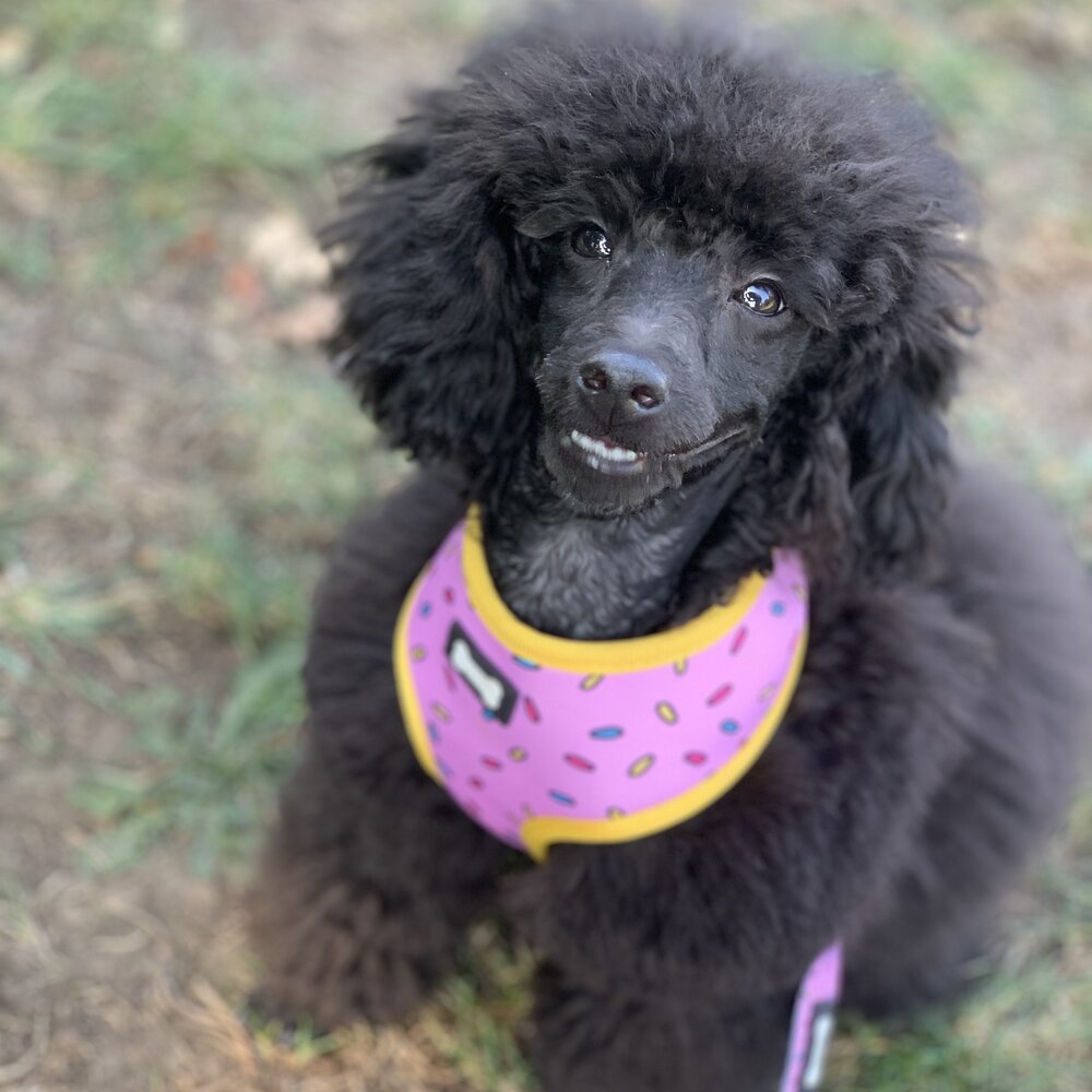 Sprinkles for Days reversible dog harness with pink and blue sprinkle prints, donut‑inspired design