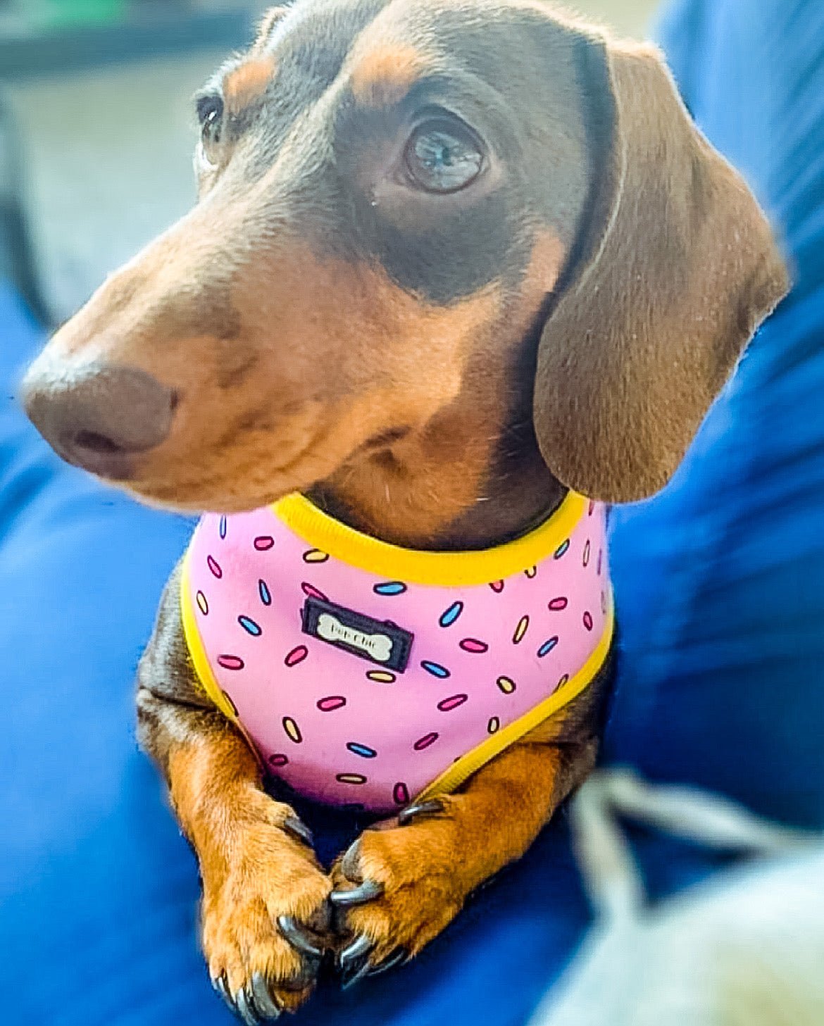 Sprinkles for Days reversible dog harness with pink and blue sprinkle prints, donut‑inspired design