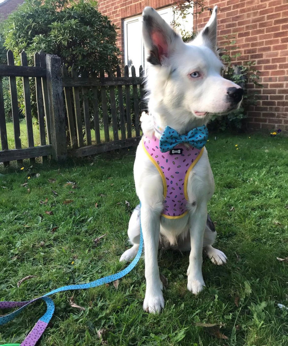 Sprinkles for Days reversible dog harness with pink and blue sprinkle prints, donut‑inspired design
