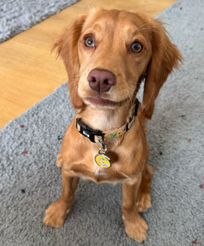 Summer Buzzin’ dog collar, mustard yellow with bees, butterflies & bugs print, adjustable lightweight design