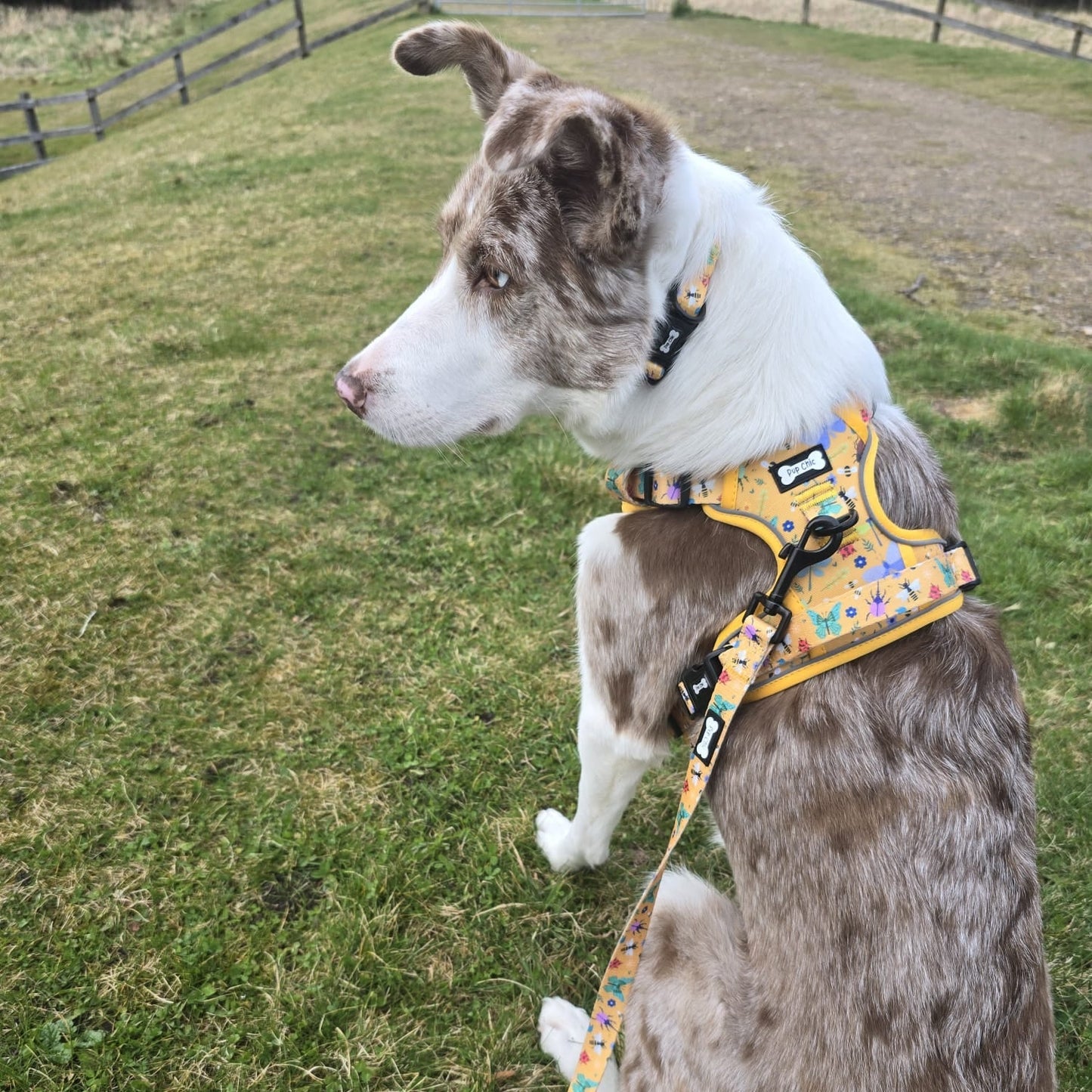Summer Buzzin’ tactical dog harness, mustard yellow with bees, beetles & butterflies print, durable no‑pull design