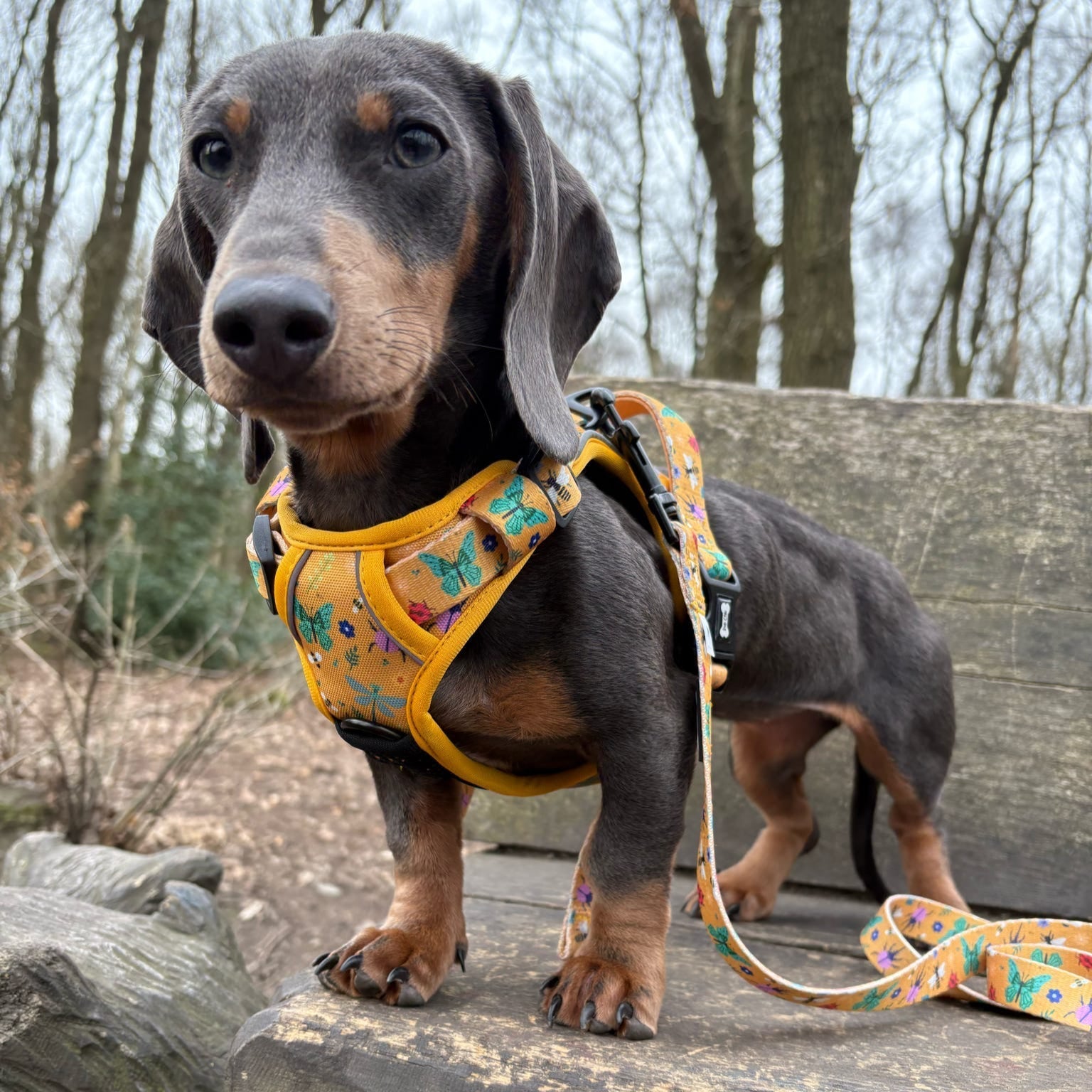 Summer Buzzin’ tactical dog harness, mustard yellow with bees, beetles & butterflies print, durable no‑pull design