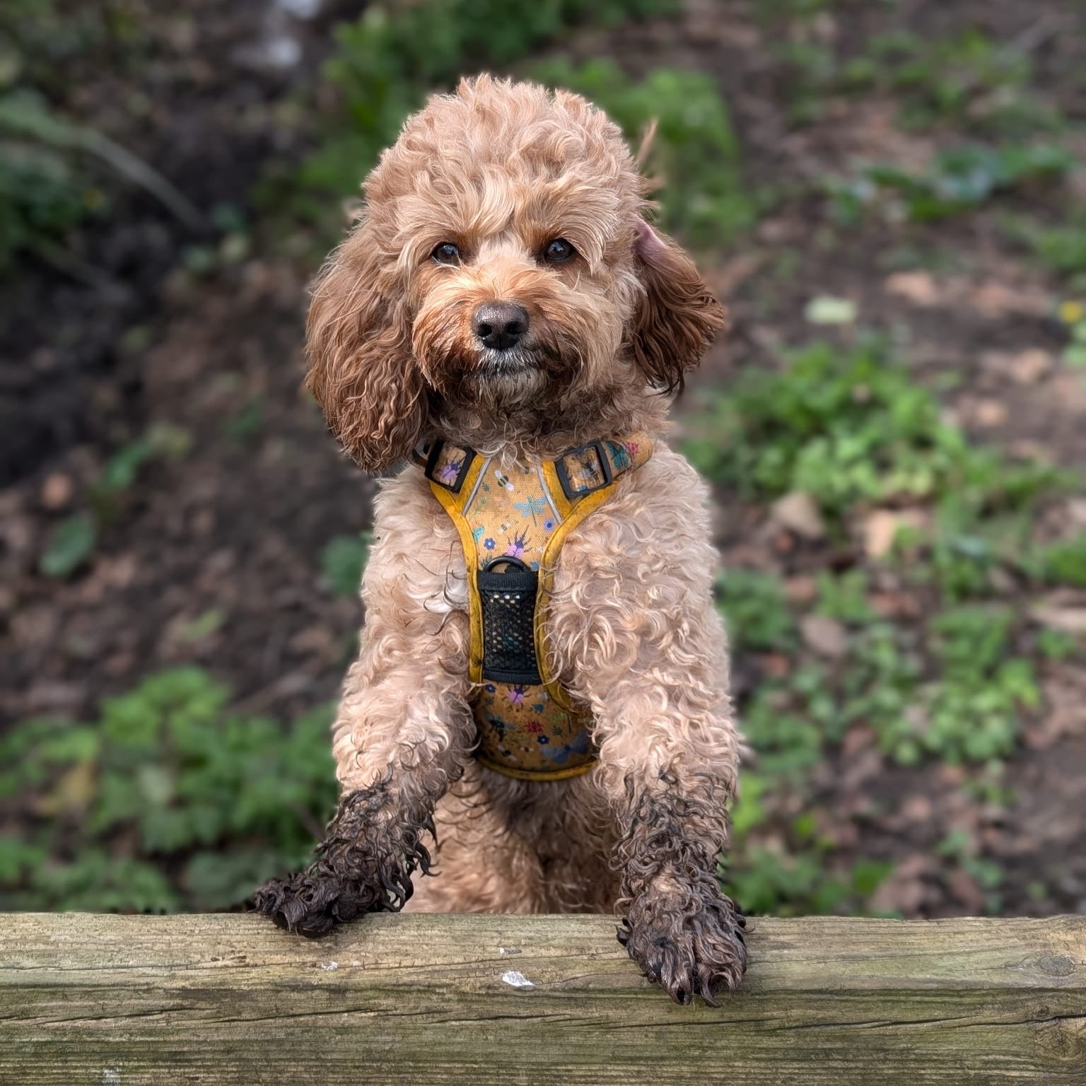 Summer Buzzin’ tactical dog harness, mustard yellow with bees, beetles & butterflies print, durable no‑pull design